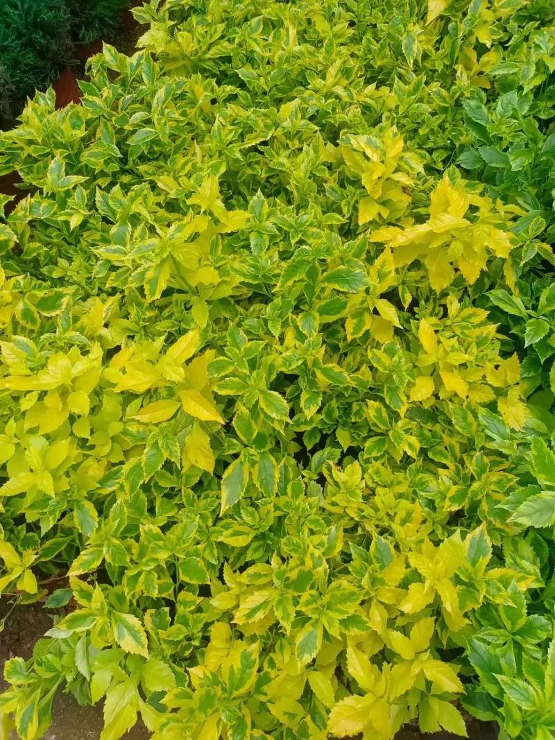 花卉基地 #苗圃基地 #别墅庭院植物 #种植基地 #养花 - 抖音