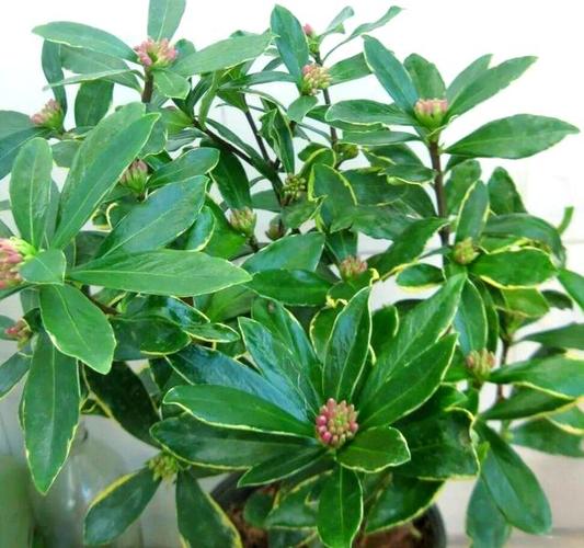 秋季室内花卉种植指南:轻松养护这些惊艳花种