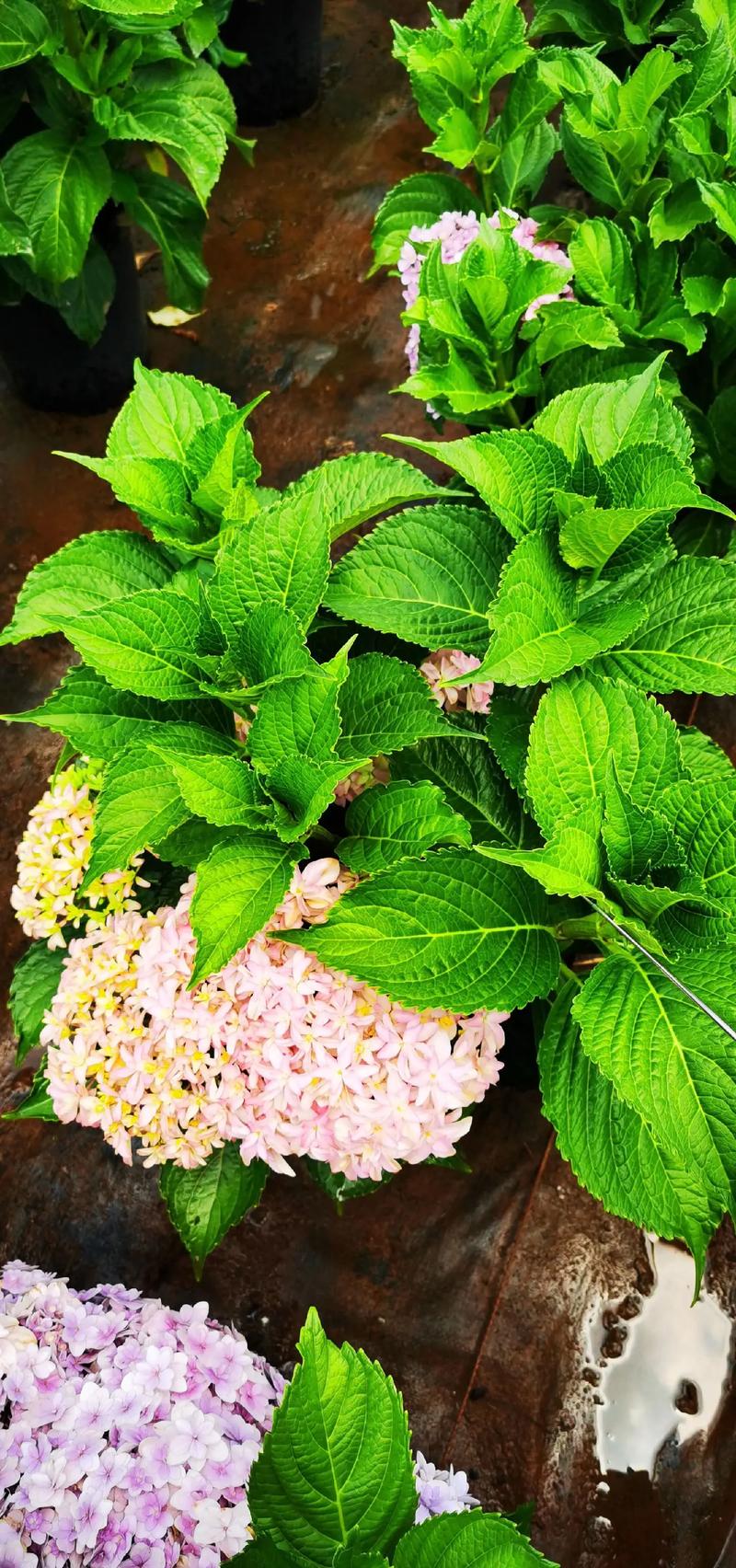 一花一草一世界 #苗木种植基地 #我的乡村生活 #花卉基地 - 抖音